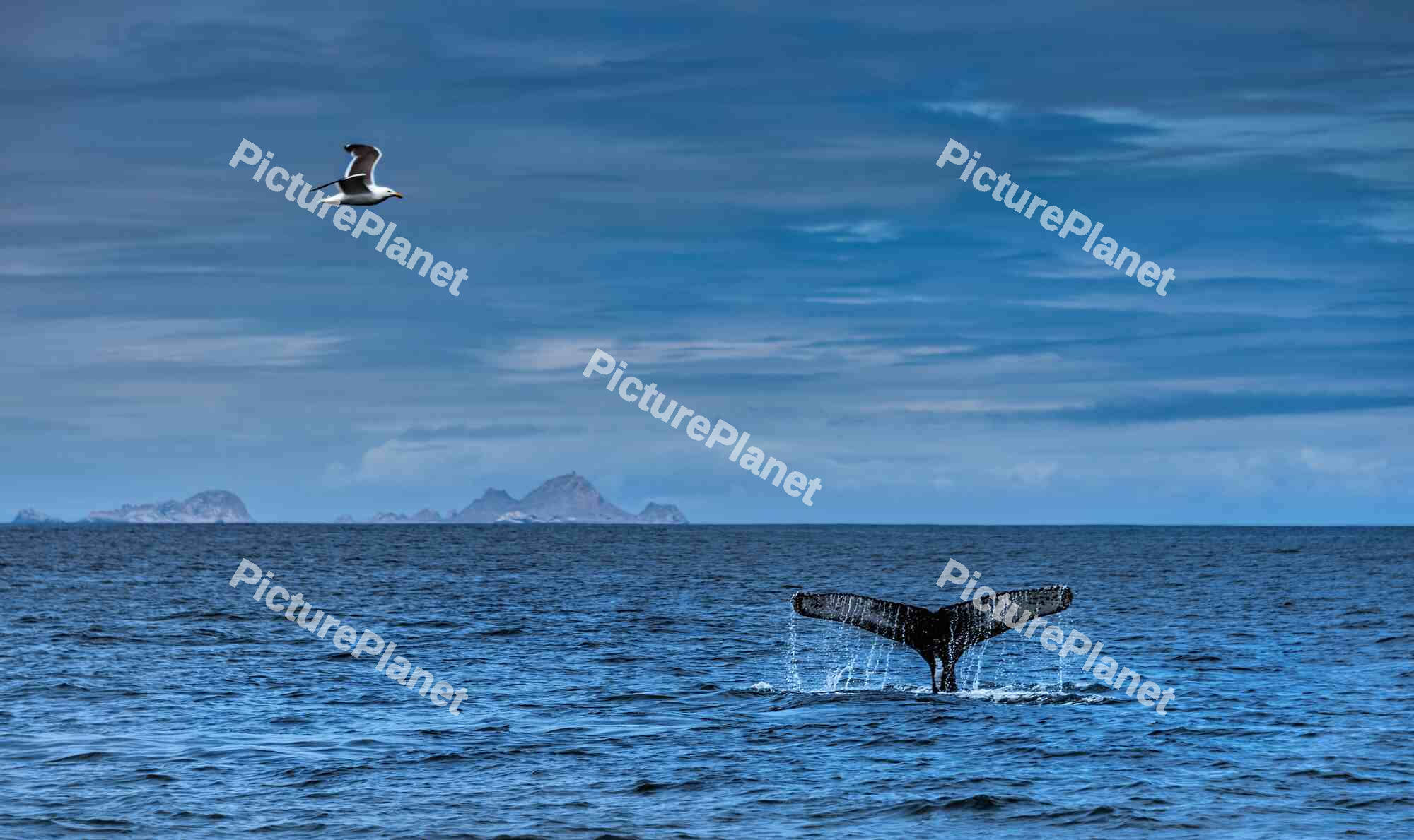 Humpback whale diving